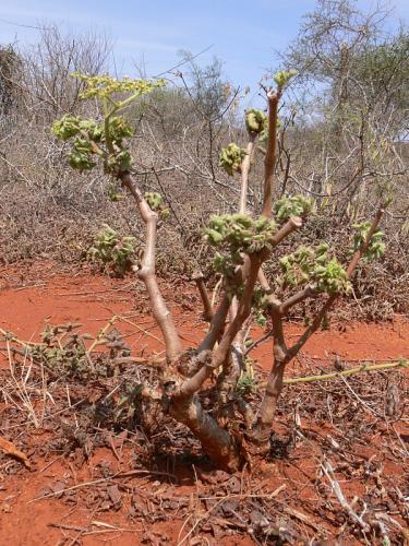 Cissus-orondo-Maktau-GPS184-Kenya-2012 PV1492