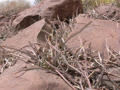 Cissus-quadrangularis-Marsabit-SZ-GPS179-Kenya-2012 PV1108