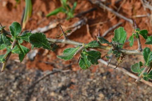 Commiphora-aff-africana-Ghazi-Kenya-2014 0140