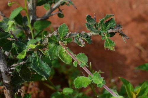 Commiphora-aff-africana-Ghazi-Kenya-2014 0141