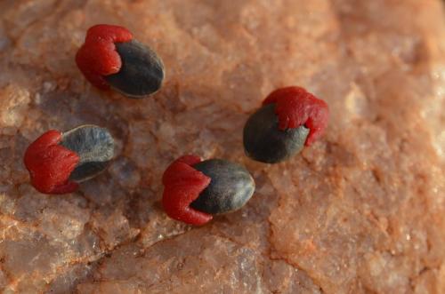 Commiphora-africana-PV2727-Sagala-Kenya-2014 1986