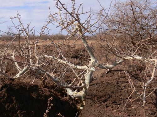 Commiphora-eminii-Logologo-GPS169-Kenya-2012 PV1178