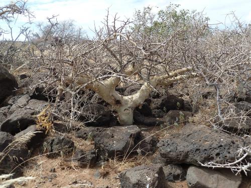 Commiphora-kua-Marsabit-SZ-GPS177-Kenya-2012-Kazungu-P1000663