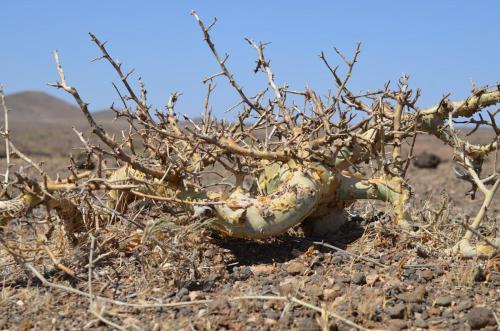 Commiphora-kua-Marsabit-severne-16km-GPS173-o-2km-dale-Kenya-2014 0806