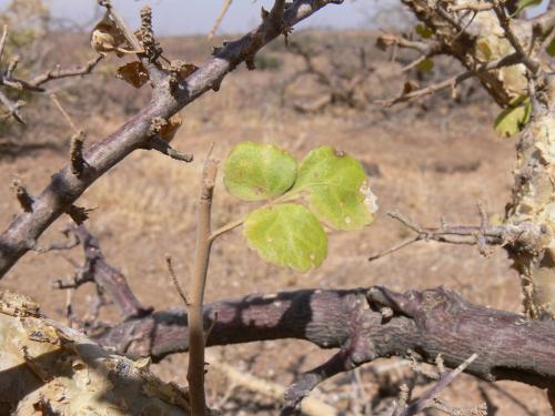 Commiphora-kua-Marsabit-severne-GPS174-Kenya-2012 PV0835