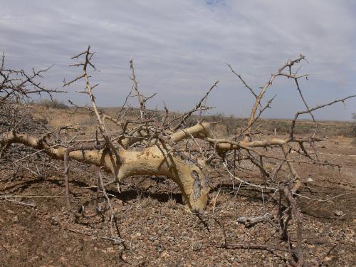 Commiphora-kua-Marsabit-severne-GPS174-Kenya-2012 PV0838