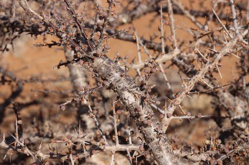 Commiphora-kua-PV1680-Marsabit-to-North-Horr-GPS169-Kenya-2014-Christian-IMG 2314