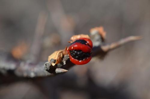 Commiphora-kua-PV1680-Marsabit-to-North-Horr-GPS169-Kenya-2014 0679