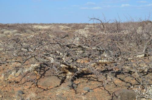 Commiphora-kua-PV1680-Marsabit-to-North-Horr-GPS169-Kenya-2014 0692