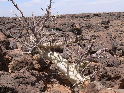 Commiphora-kua-PV2508-Marsabit-severne-39km-GPS175-Kenya-2012 PV0878