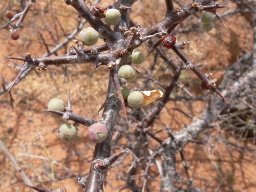 Commiphora-kua-PV2510-Marsabit-SZ-GPS178-Kenya-2012 PV1065