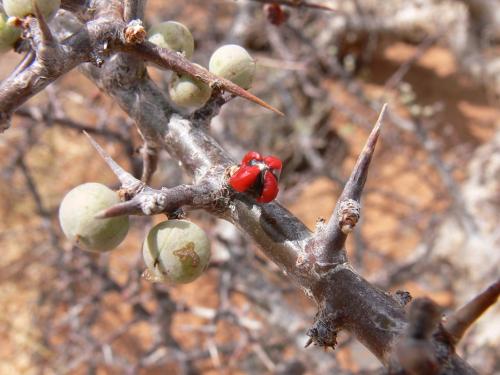 Commiphora-kua-PV2510-Marsabit-SZ-GPS178-Kenya-2012 PV1067