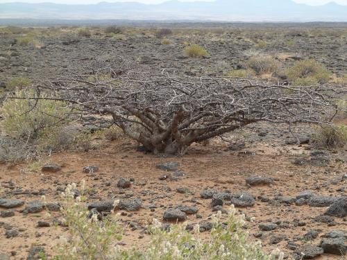 Commiphora-kua-PV2510-Marsabit-SZ-Kenya-2012-Kazungu-P1000688