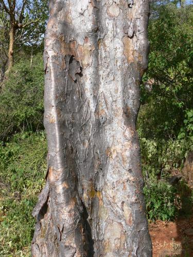 Commiphora-mildbraedii-Ghazi-GPS163-Kenya-2012 PV0157