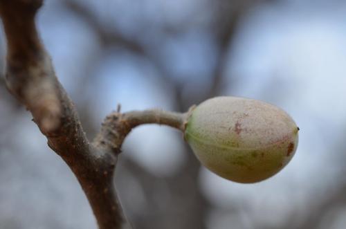 Commiphora-mildbraedii-PV2741-Ghazi-u-skoly-Kenya-2014 1881