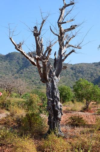 Commiphora-mildbraedii-PV2741-Sagala-Kenya-2014 1839