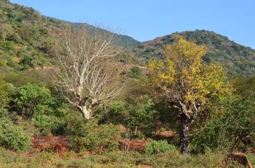 Commiphora-mildbraedii-PV2741-Sagala-Kenya-2014 1843