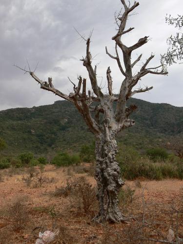 Commiphora-mildbraedii-Sagala-Kenya-2012 PV1398