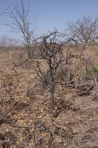 Commiphora-rostrata-Adadi-vychodne-GPS173-Kenya-2014-Christian-IMG 2658