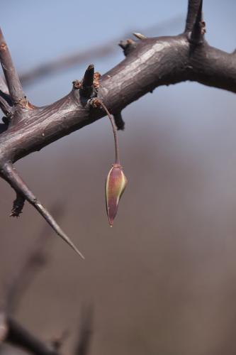 Commiphora-rostrata-Adadi-vychodne-GPS173-Kenya-2014-Christian-IMG 2661