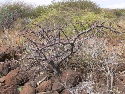 Commiphora-rostrata-Marsabit-SZ-GPS180-Kenya-2012 PV1127