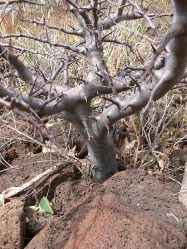 Commiphora-rostrata-Marsabit-SZ-GPS180-Kenya-2012 PV1129