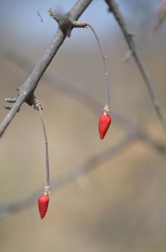 Commiphora-rostrata-PV2687-Turbi-to-Walda-GPS171-Kenya-2014 0921