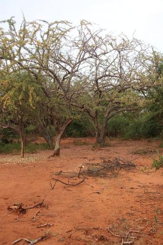 Commiphora-sp-Ghazi-Kenya-2014-Christian-IMG 1553