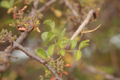 Commiphora-sp-Ghazi-Kenya-2014-Christian-IMG 1558