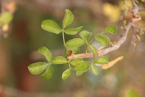 Commiphora-sp-Ghazi-Kenya-2014-Christian-IMG 1559