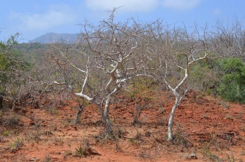 Commiphora-sp-Ghazi-dole-GPS186-Kenya-2014 1938