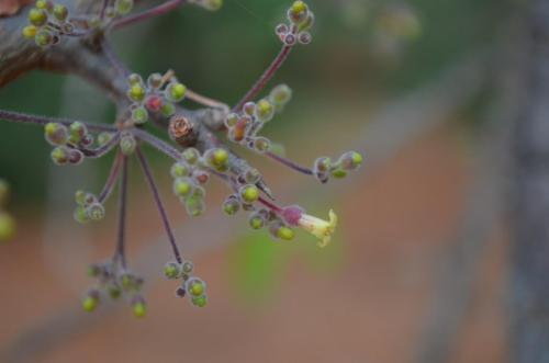 Commiphora-sp-Ghazi-to-Voi-Kenya-2014 0218