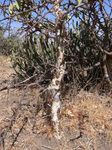 Commiphora-sp-Marsabit-Gof-Choba-GPS170-Kenya-2012 PV0608