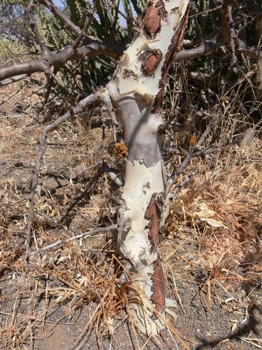 Commiphora-sp-Marsabit-Gof-Choba-GPS170-Kenya-2012 PV0609