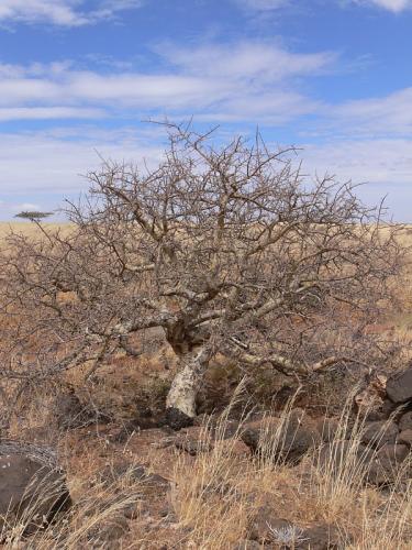 Commiphora-sp-Marsabit-SZ-GPS177-Kenya-2012 PV1058