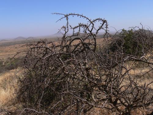 Commiphora-sp-PV2497-Marsabit-Gof-Choba-GPS170-Kenya-2012 PV0579