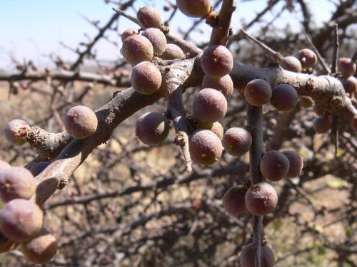 Commiphora-sp-PV2497-Marsabit-Gof-Choba-GPS170-Kenya-2012 PV0580