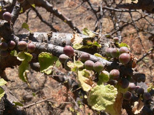 Commiphora-sp-PV2497-Marsabit-Gof-Choba-GPS170-Kenya-2012 PV0583