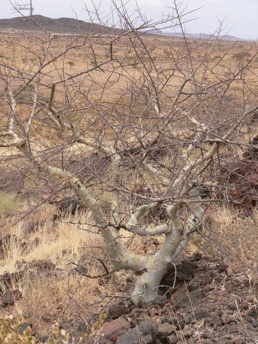 Commiphora-sp-PV2512-Marsabit-SZ-GPS178-Kenya-2012 PV1090