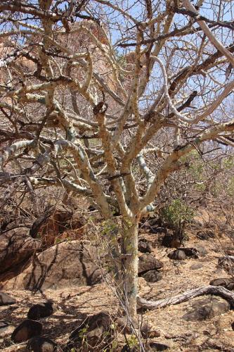 Commiphora-sp-PV2692-Adadi-vychodne-GPS173-Kenya-2014-Christian-IMG 2711