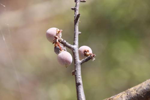 Commiphora-sp-PV2692-Adadi-vychodne-GPS173-Kenya-2014-Christian-IMG 2718