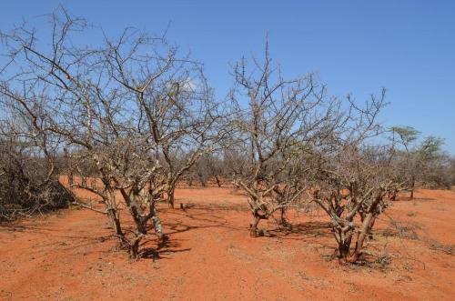 Commiphora-sp-PV2710-Archers-Post-severne-GPS166-Kenya-2014 0368