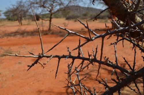 Commiphora-sp-PV2710-Archers-Post-severne-GPS166-Kenya-2014 0371