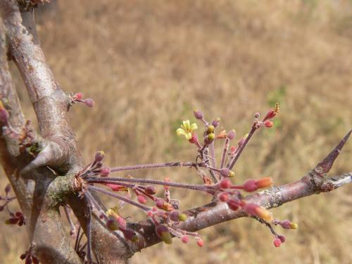 Commiphora-sp-Taru-GPS162-Kenya-2012 PV0069