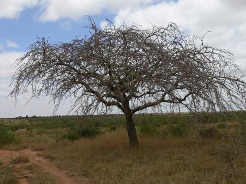 Commiphora-sp-Taru-GPS162-Kenya-2012 PV0073