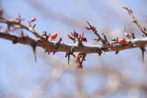 Commiphora-sp-Turbi-GPS170-Kenya-2014-Christian-IMG 2443