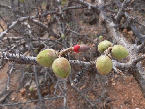 Commiphora-sp-Voi-zapadne-GPS164-Kenya-2012 PV0286