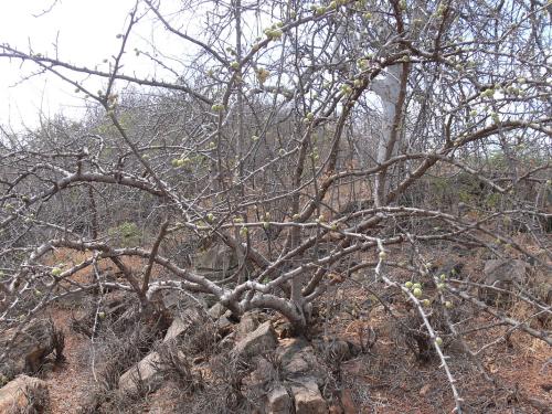 Commiphora-sp-Voi-zapadne-GPS164-Kenya-2012 PV0287