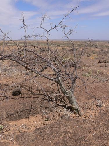 Commiphora-sp-black-stem-PV2506-Marsabit-severne-GPS174-Kenya-2012 PV0841