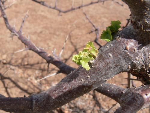 Commiphora-sp-black-stem-PV2506-Marsabit-severne-GPS174-Kenya-2012 PV0842